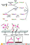 Graphical abstract: A lateral flow biosensor for detection of single nucleotide polymorphism by circular strand displacement reaction