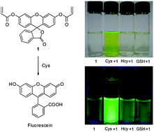 Graphical abstract: A fluorescein-based probe with high selectivity to cysteine over homocysteine and glutathione