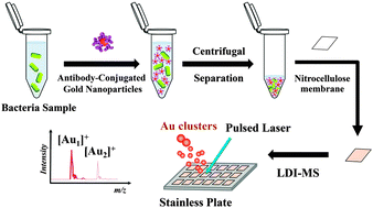 Graphical abstract: A mass spectrometry-based immunosensor for bacteria using antibody-conjugated gold nanoparticles