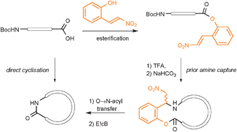 Graphical abstract: Synthesis of strained cyclic peptides via an aza-Michael–acyl-transfer reaction cascade