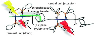 Graphical abstract: Probing excited state electronic communications across diethynyl-[2.2]paracyclophane-containing conjugated organometallic polymers