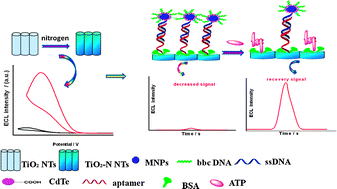 Graphical abstract: A novel aptasensor for the detection of adenosine in cancer cells by electrochemiluminescence of nitrogen doped TiO2 nanotubes