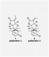 Graphical abstract: Total synthesis of (±)-pallambins C and D