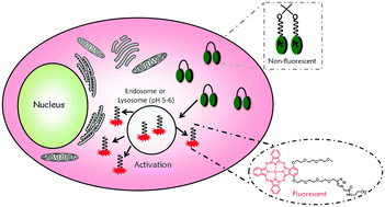 Graphical abstract: A pH-responsive fluorescent probe and photosensitiser based on a self-quenched phthalocyanine dimer