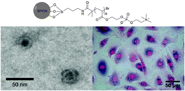 Graphical abstract: Poly[2-(methacryloyloxy)ethylphosphorylcholine]-coated iron oxide nanoparticles: synthesis, colloidal stability and evaluation for stem cell labelling