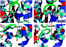 Graphical abstract: Rational engineering of Candida antarctica lipase B for selective monoacylation of diols