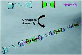 Graphical abstract: A novel supramolecular ternary polymer with two orthogonal host–guest interactions