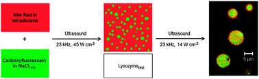 Graphical abstract: Encapsulation and release of aqueous components from sonochemically produced protein microspheres