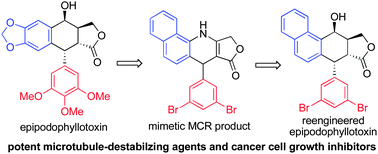 Graphical abstract: Reengineered epipodophyllotoxin