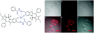 Graphical abstract: Target-triggered deprotonation of 6-hydroxyindole-based BODIPY: specially switch on NIR fluorescence upon selectively binding to Zn2+