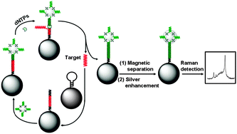 Graphical abstract: Raman spectroscopic detection of sub-picomolar DNA by coupling silver catalyzed silver deposition with circular strand-replacement polymerization on magnetic nanoparticles