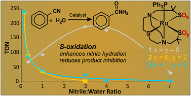 Graphical abstract: Bioinspired catalytic nitrile hydration by dithiolato, sulfinato/thiolato, and sulfenato/sulfinato ruthenium complexes