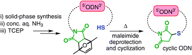 Graphical abstract: Oligonucleotide cyclization: the thiol-maleimide reaction revisited