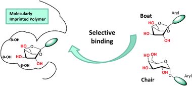 Graphical abstract: First steps towards conformationally selective artificial lectins: the chair-boat discrimination by molecularly imprinted polymers