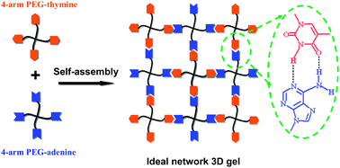 Graphical abstract: Biological self-assembly of injectable hydrogel as cell scaffold via specific nucleobase pairing