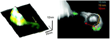 Graphical abstract: Atomic force microscopy captures folded ribosome bound nascent chains