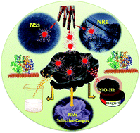 Graphical abstract: Mesoporous nanomagnet supercaptors for selective heme-proteins from human cells