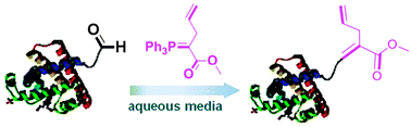 Graphical abstract: Enabling Wittig reaction on site-specific protein modification