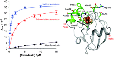 Graphical abstract: Tailoring an alien ferredoxin to support native-like P450 monooxygenase activity