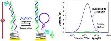 Graphical abstract: A reagentless and reusable electrochemical DNA sensor based on target hybridization-induced stem-loop probe formation