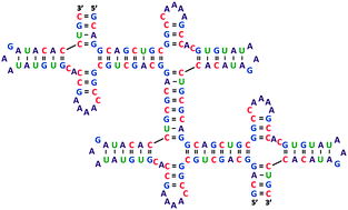 Graphical abstract: Conserved RNA motifs of EMCV IRES as potential building blocks to design RNA nanostructures