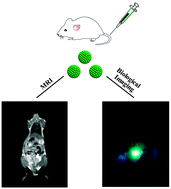 Graphical abstract: Magnetic/upconversion luminescent mesoparticles of Fe3O4@LaF3:Yb3+, Er3+ for dual-modal bioimaging