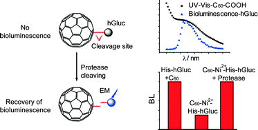 Graphical abstract: Effects of fullerene derivatives on bioluminescence and application for protease detection