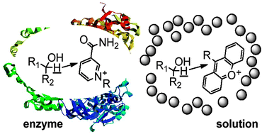 Graphical abstract: Imbalanced tunneling ready states in alcohol dehydrogenase model reactions: rehybridization lags behind H-tunneling