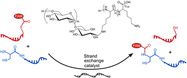Graphical abstract: Promoting strand exchange in a DNA-templated transfer reaction