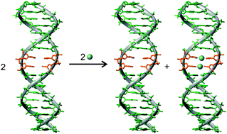 Graphical abstract: Cooperative formation of silver(i)-mediated base pairs