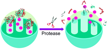 Graphical abstract: An enzyme-responsive nanocontainer as an intelligent signal-amplification platform for a multiple proteases assay