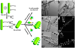 Graphical abstract: Janus nanoparticle magic: selective asymmetric modification of Au–Ni nanoparticles for its controllable assembly onto attapulgite nanorods