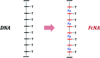 Graphical abstract: A ferrocene nucleic acid oligomer as an organometallic structural mimic of DNA