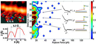 Graphical abstract: Structural basis of single molecular heparin–FX06 interaction revealed by SPM measurements and molecular simulations