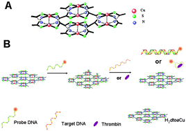 Graphical abstract: Metal–organic framework (MOF): a novel sensing platform for biomolecules