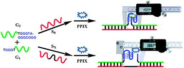 Graphical abstract: Measurement of the base number of DNA using a special calliper made of a split G-quadruplex