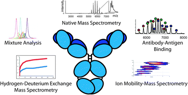 Graphical abstract: The impact of mass spectrometry on the study of intact antibodies: from post-translational modifications to structural analysis