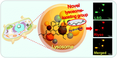 Graphical abstract: Imaging of lysosomal pH changes with a fluorescent sensor containing a novel lysosome-locating group
