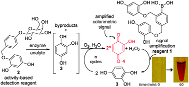 Graphical abstract: A thermally-stable enzyme detection assay that amplifies signal autonomously in water without assistance from biological reagents