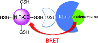 Graphical abstract: Bioluminescence resonance energy transfer coupled near-infrared quantum dots using GST-tagged luciferase for in vivo imaging