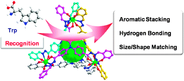 Graphical abstract: Fluorescent differentiation and quantificational detection of free tryptophan in serum within a confined metal–organic tetrahedron