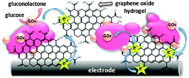 Graphical abstract: Encapsulation of yeast displaying glucose oxidase on their surface in graphene oxide hydrogel scaffolding and its bioactivation