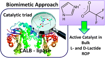 Graphical abstract: An imidazole-based organocatalyst designed for bulk polymerization of lactide isomers: inspiration from Nature