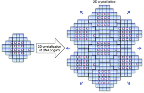 Graphical abstract: Control of the two-dimensional crystallization of DNA origami with various loop arrangements