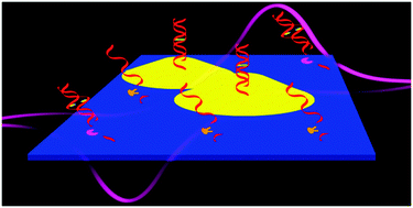 Graphical abstract: Detection of single-nucleotide polymorphisms based on the formation of an electron-transfer impeding layer on an electrode surface