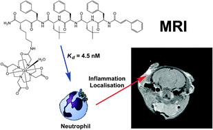 Graphical abstract: Gd3+ cFLFLFK conjugate for MRI: a targeted contrast agent for FPR1 in inflammation