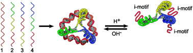 Graphical abstract: DNA-based delivery vehicles: pH-controlled disassembly and cargo release