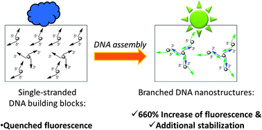 Graphical abstract: Branched DNA nanostructures efficiently stabilised and monitored by novel pyrene–perylene 2′-α-l-amino-LNA FRET pairs