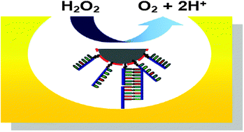 Graphical abstract: DNA mediated immobilisation of electrocatalytic platinum nanoparticles in gold nanocavity arrays