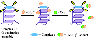 Graphical abstract: A luminescent G-quadruplex switch-on probe for the highly selective and tunable detection of cysteine and glutathione